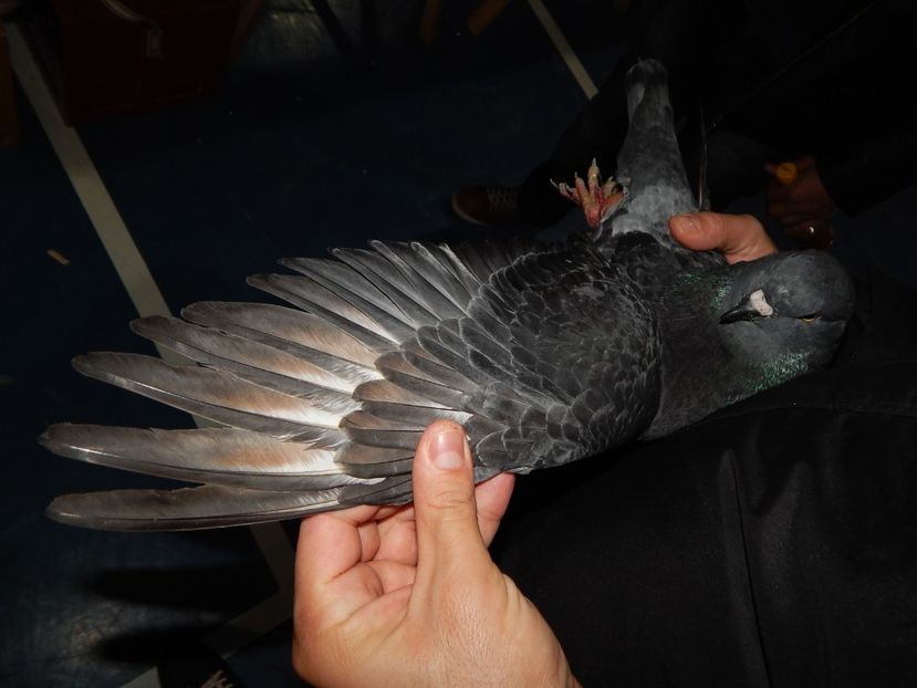  - King Club Romania 2019