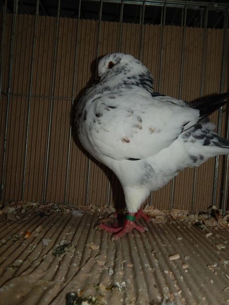  - King Club Romania 2019