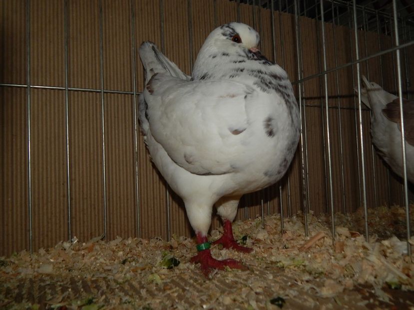  - King Club Romania 2019