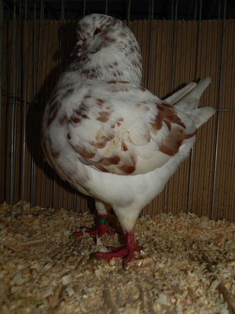  - King Club Romania 2019