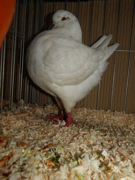  - King Club Romania 2019