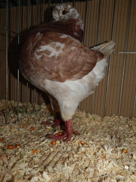  - King Club Romania 2019