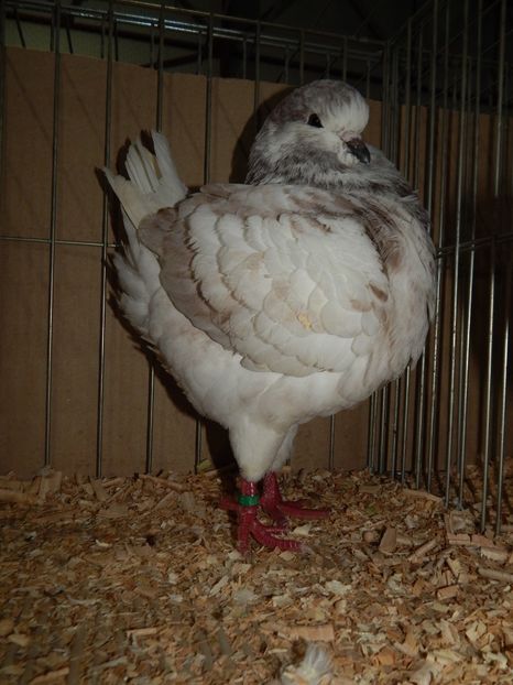  - King Club Romania 2019