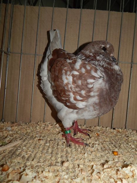  - King Club Romania 2019