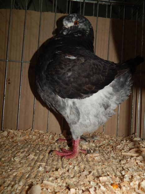  - King Club Romania 2019