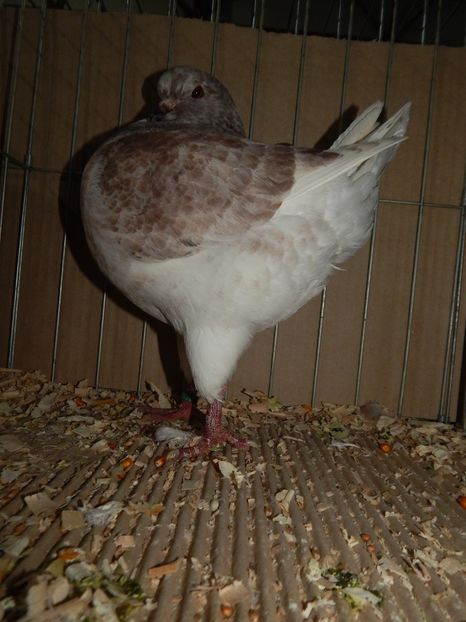  - King Club Romania 2019