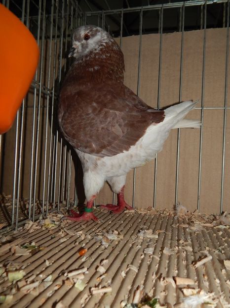  - King Club Romania 2019