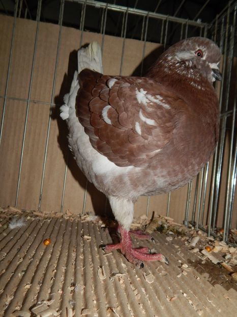  - King Club Romania 2019