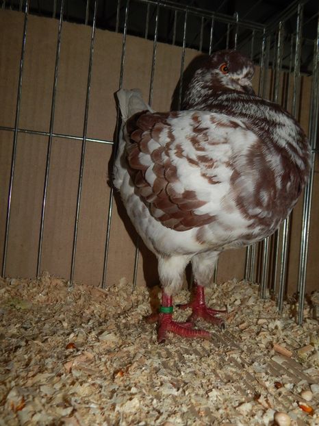  - King Club Romania 2019