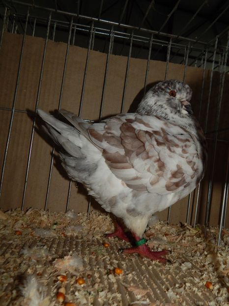  - King Club Romania 2019