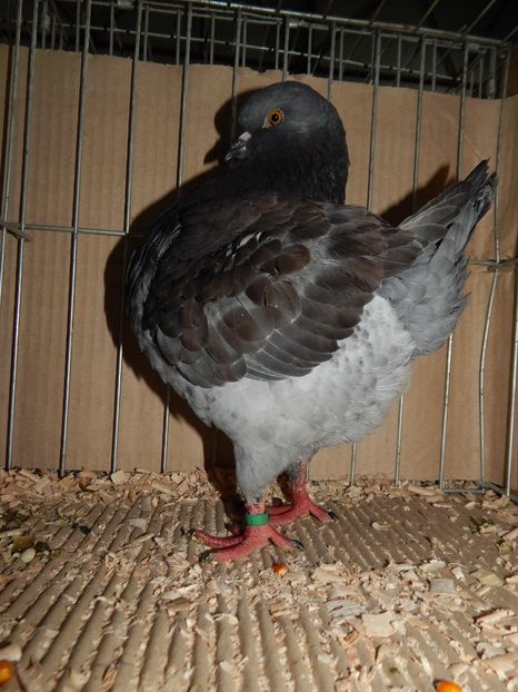  - King Club Romania 2019