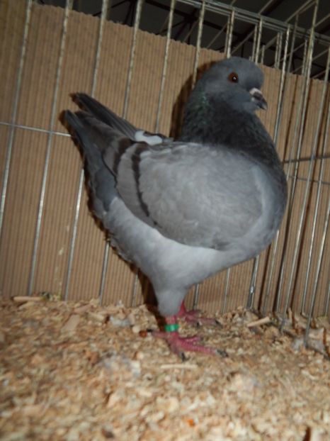  - King Club Romania 2019