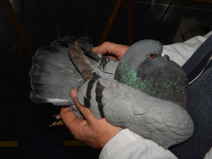  - King Club Romania 2019