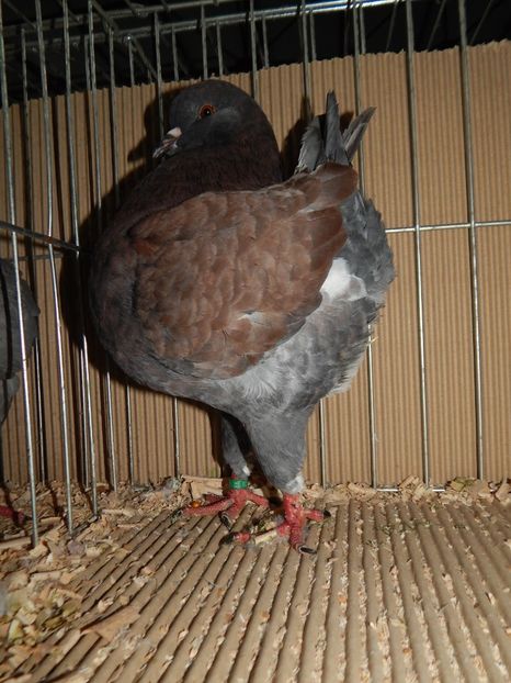  - King Club Romania 2019