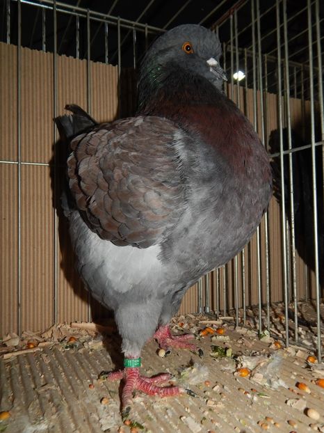  - King Club Romania 2019