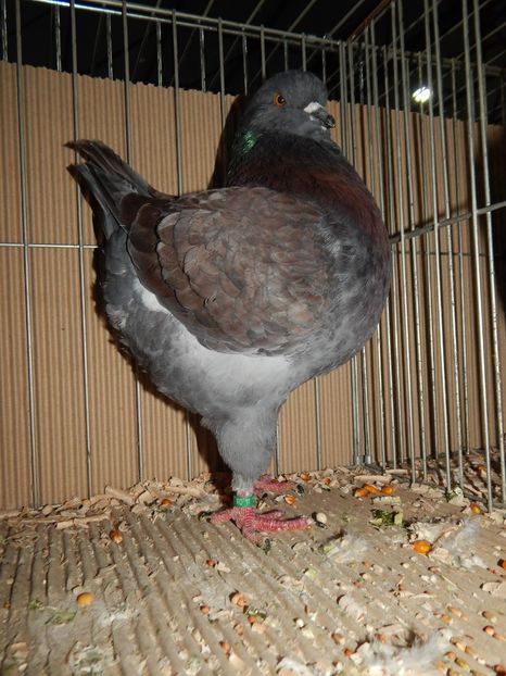  - King Club Romania 2019