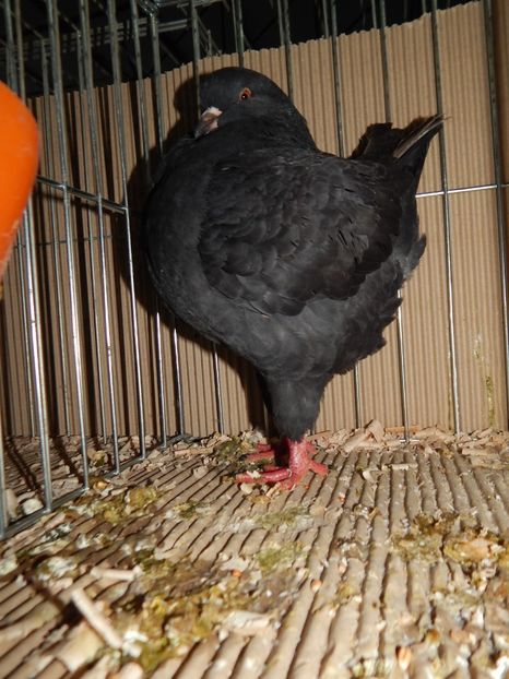  - King Club Romania 2019