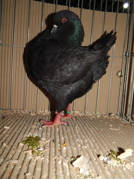  - King Club Romania 2019