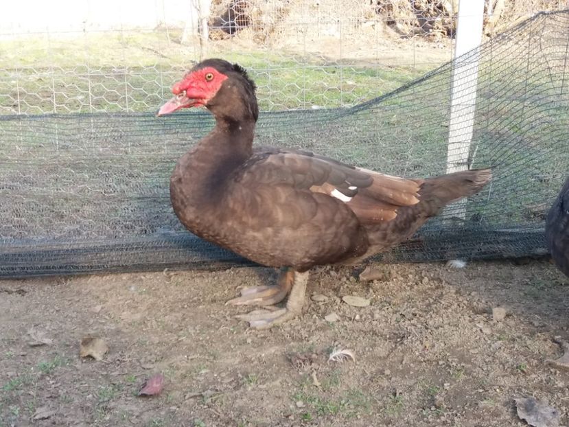  - Rațe leșești ciocolatii