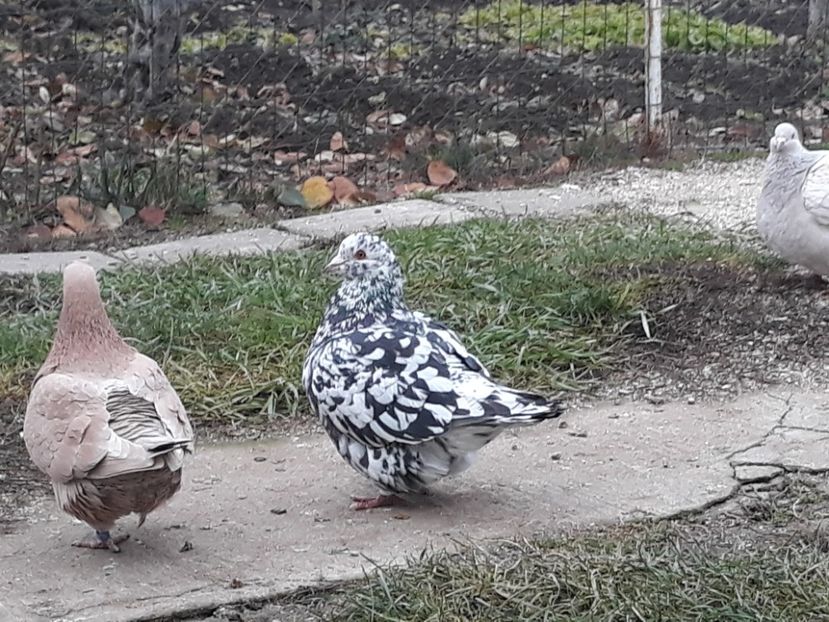  - Matca texani 2019 linie noua