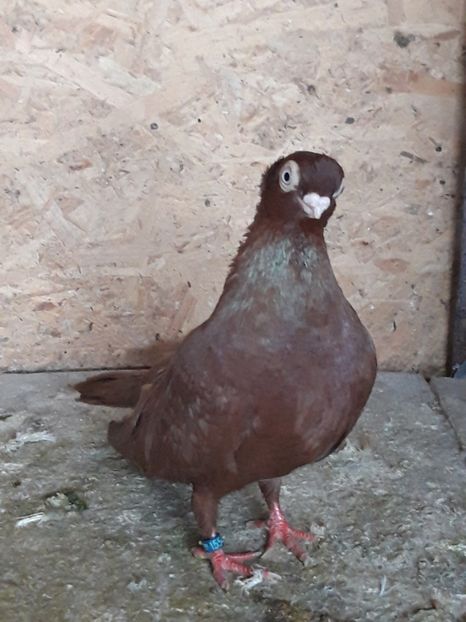  - jucatori constanta pana simpla