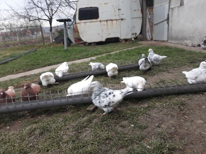  - Matca texani 2019 linie noua