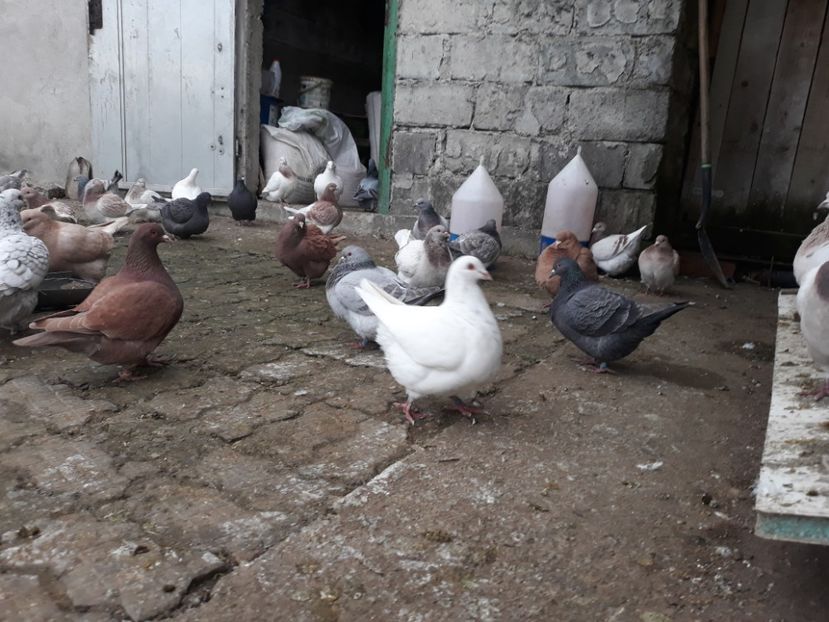  - Matca texani 2019 linie noua