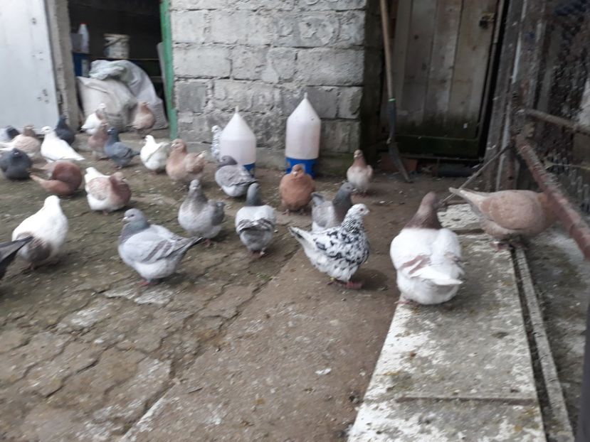  - Matca texani 2019 linie noua