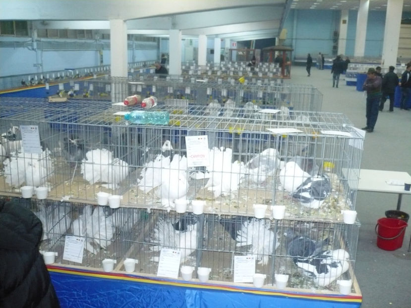 P1030238 - Expo Provinciala Muntenia 2019