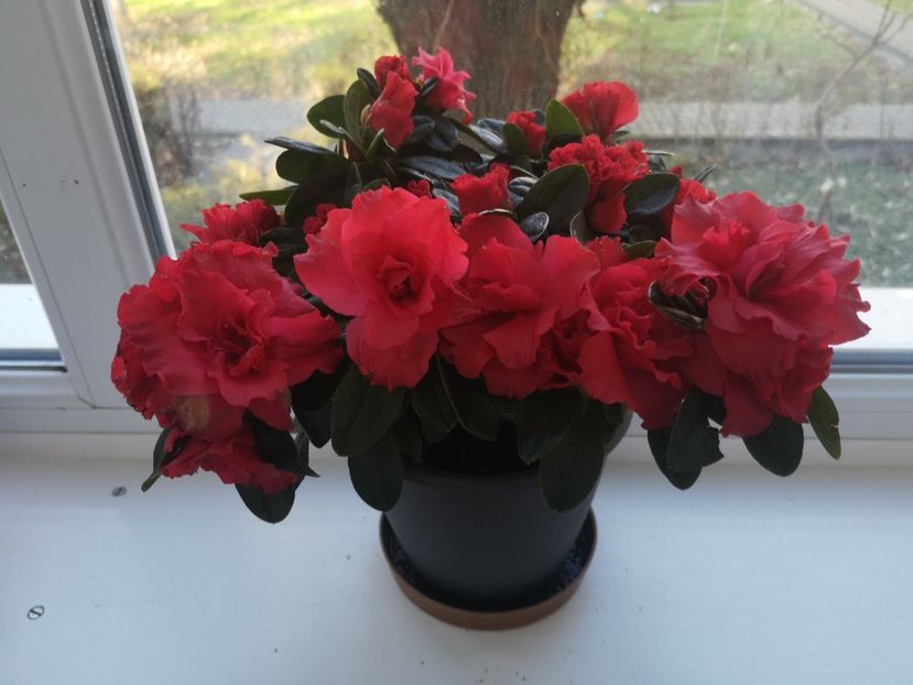 17.12.2019 - Flori apartament