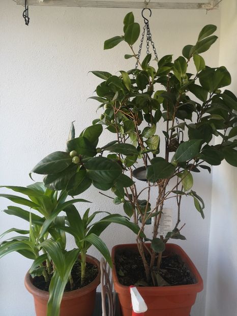 crinum Moorei si - Flori apartament