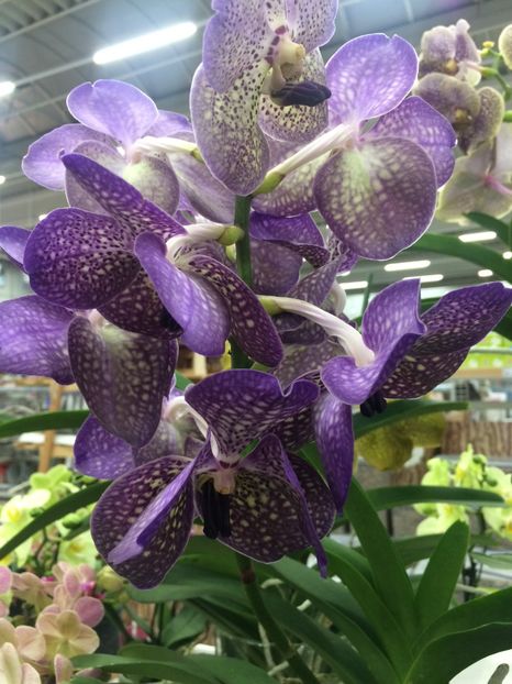 17.12.2019 - 1 Sylvia