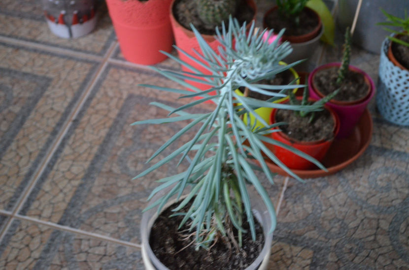  - suculente si cactusi