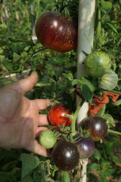 BLUE FIRE (13) - BLUE FIRE