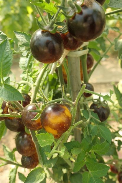 BOSQUE BLUE BUMBLEBEE (26) - BOSQUE BLUE BUMBLEBEE