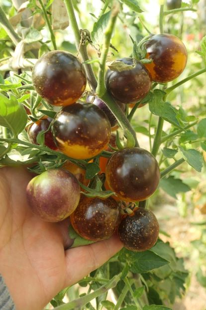 BOSQUE BLUE BUMBLEBEE (27) - BOSQUE BLUE BUMBLEBEE