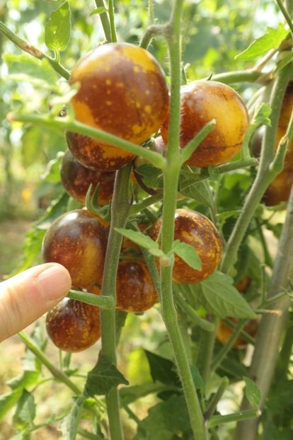 BOSQUE BLUE BUMBLEBEE (28) - BOSQUE BLUE BUMBLEBEE