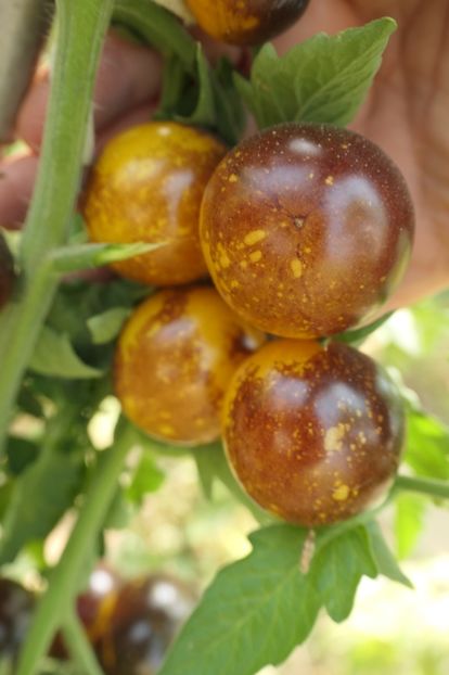 BOSQUE BLUE BUMBLEBEE (29) - BOSQUE BLUE BUMBLEBEE
