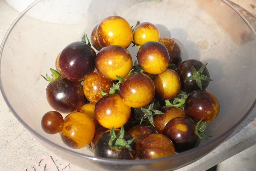 BOSQUE BLUE BUMBLEBEE (31) - BOSQUE BLUE BUMBLEBEE