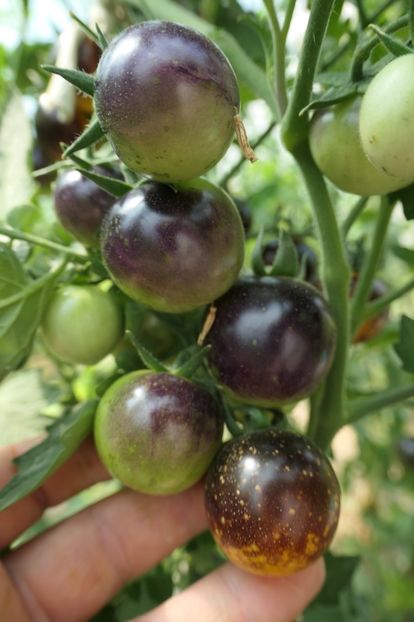 BOSQUE BLUE BUMBLEBEE (32) - BOSQUE BLUE BUMBLEBEE