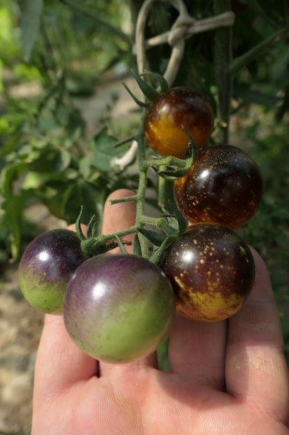 BOSQUE BLUE BUMBLEBEE (33) - BOSQUE BLUE BUMBLEBEE