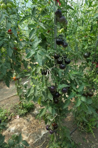 BOSQUE BLUE BUMBLEBEE (36) - BOSQUE BLUE BUMBLEBEE