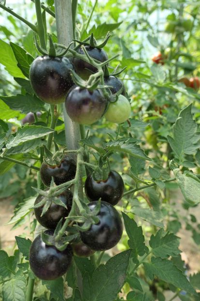 BOSQUE BLUE BUMBLEBEE (37) - BOSQUE BLUE BUMBLEBEE