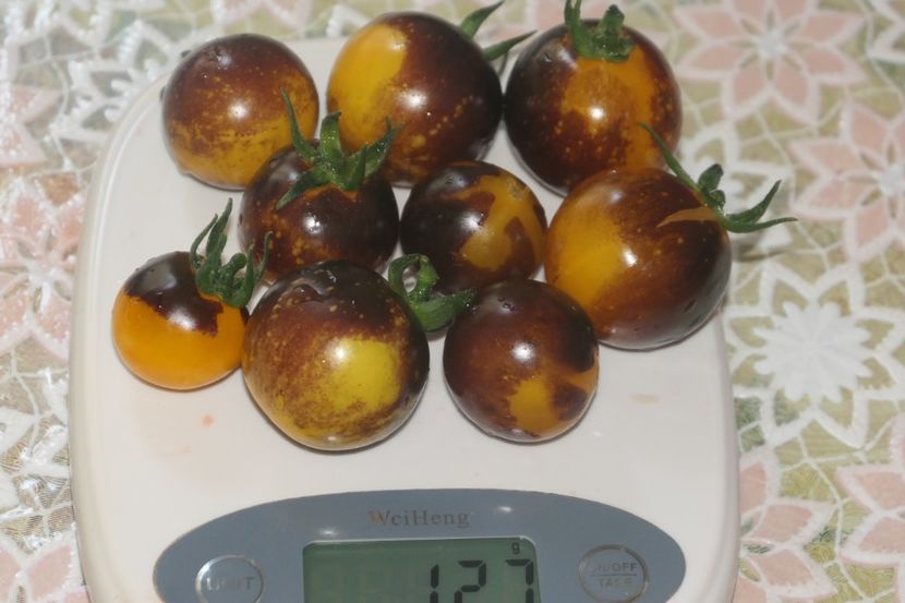 BOSQUE BLUE BUMBLEBEE (41) - BOSQUE BLUE BUMBLEBEE