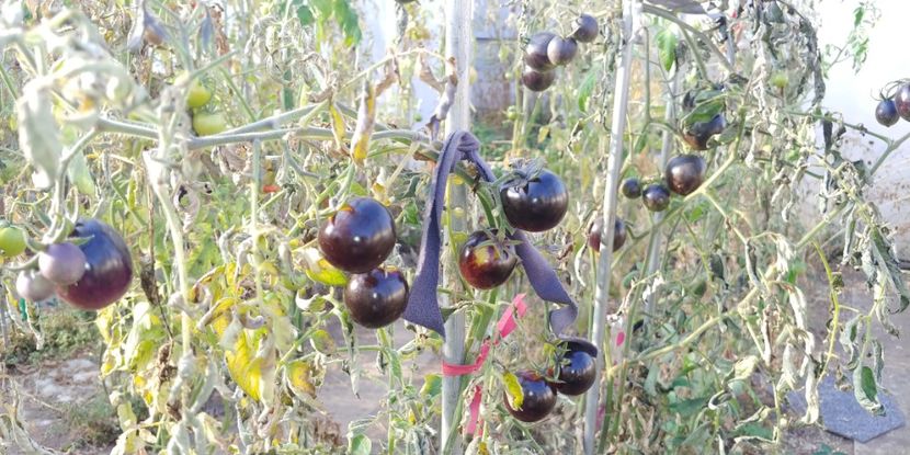 BOSQUE BLUE BUMBLEBEE (47) - BOSQUE BLUE BUMBLEBEE