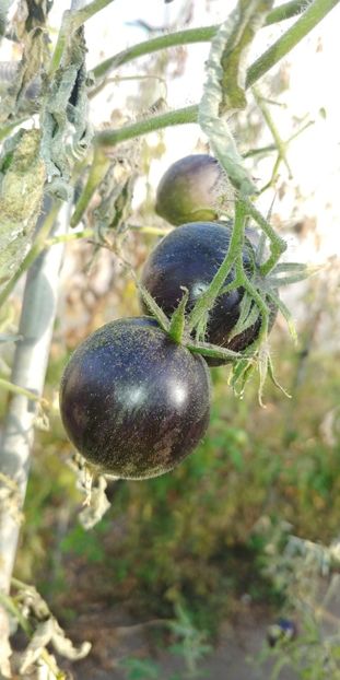 BOSQUE BLUE BUMBLEBEE (48) - BOSQUE BLUE BUMBLEBEE