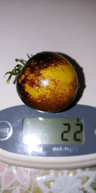 BOSQUE BLUE BUMBLEBEE (51) - BOSQUE BLUE BUMBLEBEE