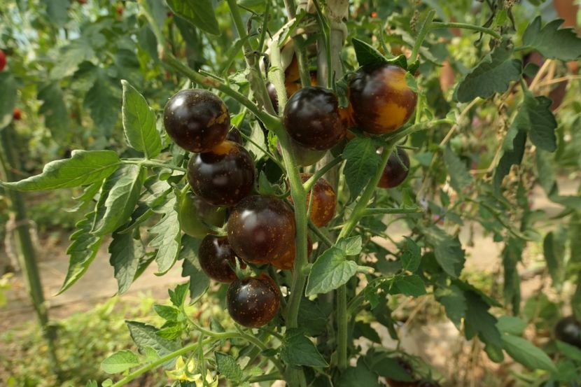 BOSQUE BLUE BUMBLEBEE (55) - BOSQUE BLUE BUMBLEBEE