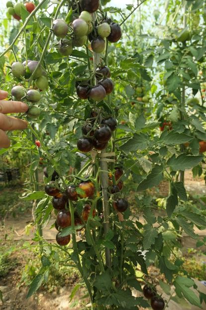 BOSQUE BLUE BUMBLEBEE (56) - BOSQUE BLUE BUMBLEBEE
