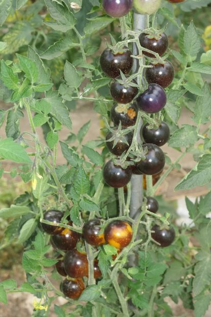 BOSQUE BLUE BUMBLEBEE (60) - BOSQUE BLUE BUMBLEBEE